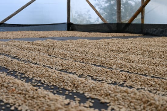 Garage 41 Roasters - Colombia